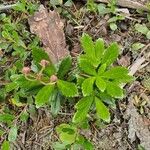 Chimaphila umbellata 叶