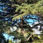 Cedrus libani موطن