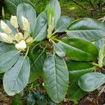 Rhododendron aureum Hoja