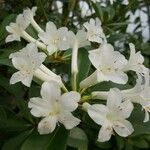 Rhododendron loranthiflorum Квітка