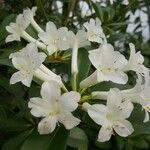 Rhododendron loranthiflorum 花