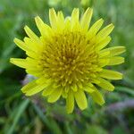 Sonchus oleraceusKvet