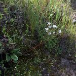 Micranthes californica Habit