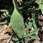 Salvia reflexa Blatt