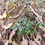 Antennaria plantaginifolia Leaf