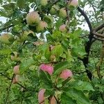 Malus pumila Fruit