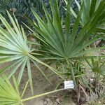 Serenoa repens 形态