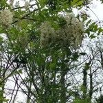 Robinia pseudoacacia Blüte