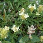 Sideritis hyssopifolia Fleur