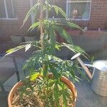 Cannabis sativa Blad