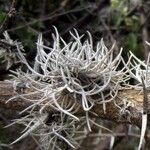 Tillandsia recurvata Leaf