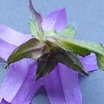 Campanula trachelium Flor