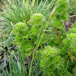 Urtica flabellata Leaf