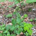 Saxifraga rotundifolia Lehti