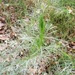 Artemisia californica Folha