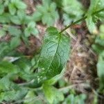 Crepis lampsanoides Leaf