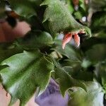Schlumbergera bridgesii Flor