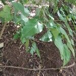 Croton reflexifolius Hoja