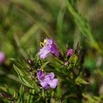 Satureja subspicata Flower