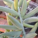 Senecio radicans Hoja