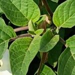 Datura innoxia Folla