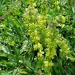 Stachys arvensisКветка