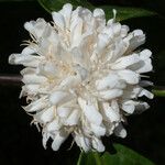 Coffea canephora 花