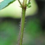 Urtica chamaedryoides Kůra