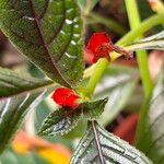 Chrysothemis pulchella Çiçek