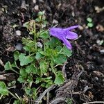 Campanula portenschlagianaHábito