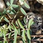 Hippocrepis scorpioides Blad