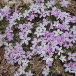 Phlox hoodii Fiore