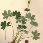 Alchemilla transiens Habitus