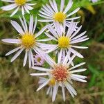 Symphyotrichum lanceolatumLorea