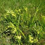 Carex lurida Habit