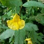 Impatiens noli-tangere ফুল