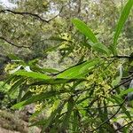 Lomatia myricoides Flower