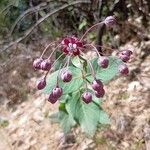 Asclepias cordifolia Цветок