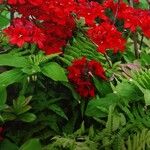 Rhododendron calendulaceum Fula