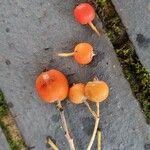 Sorbus latifolia Frukt