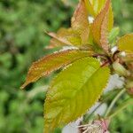 Prunus cerasus Leaf