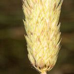 Phalaris coerulescens Плод