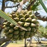 Pandanus utilis Owoc