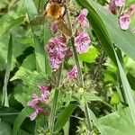 Stachys sylvatica Цвят