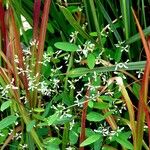 Euphorbia hypericifolia Habit