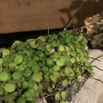 Peperomia rotundifolia Hoja