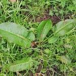 Rumex obtusifolius Levél