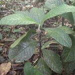 Trichostachys aurea Hoja