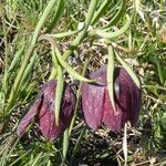 Fritillaria tubaeformis Õis