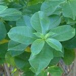 Allamanda blanchetii Leaf